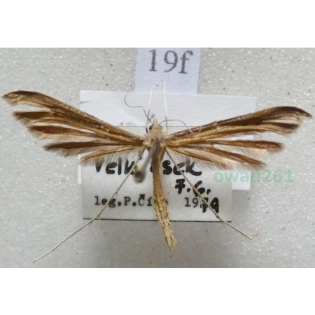 Stenoptilia pterodactyla (Linnaeus, 1761) Piórolotek brązowy Czech19f